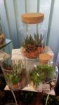 Terrarium - Boutique Vergez Tarnos